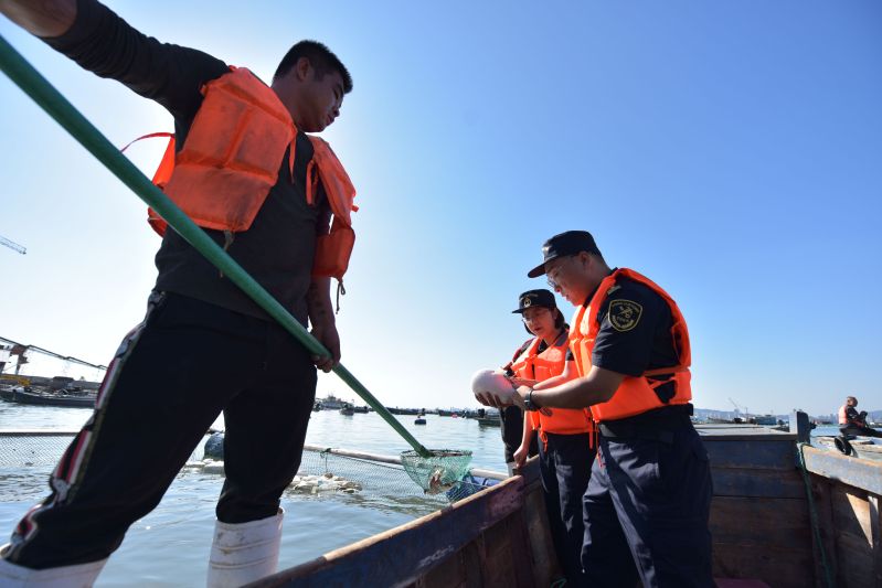 煙臺河鲀“游”向海外（圖）